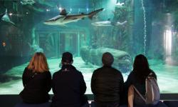 Gagnez vos places pour le Seaquarium au Grau-du-Roi !